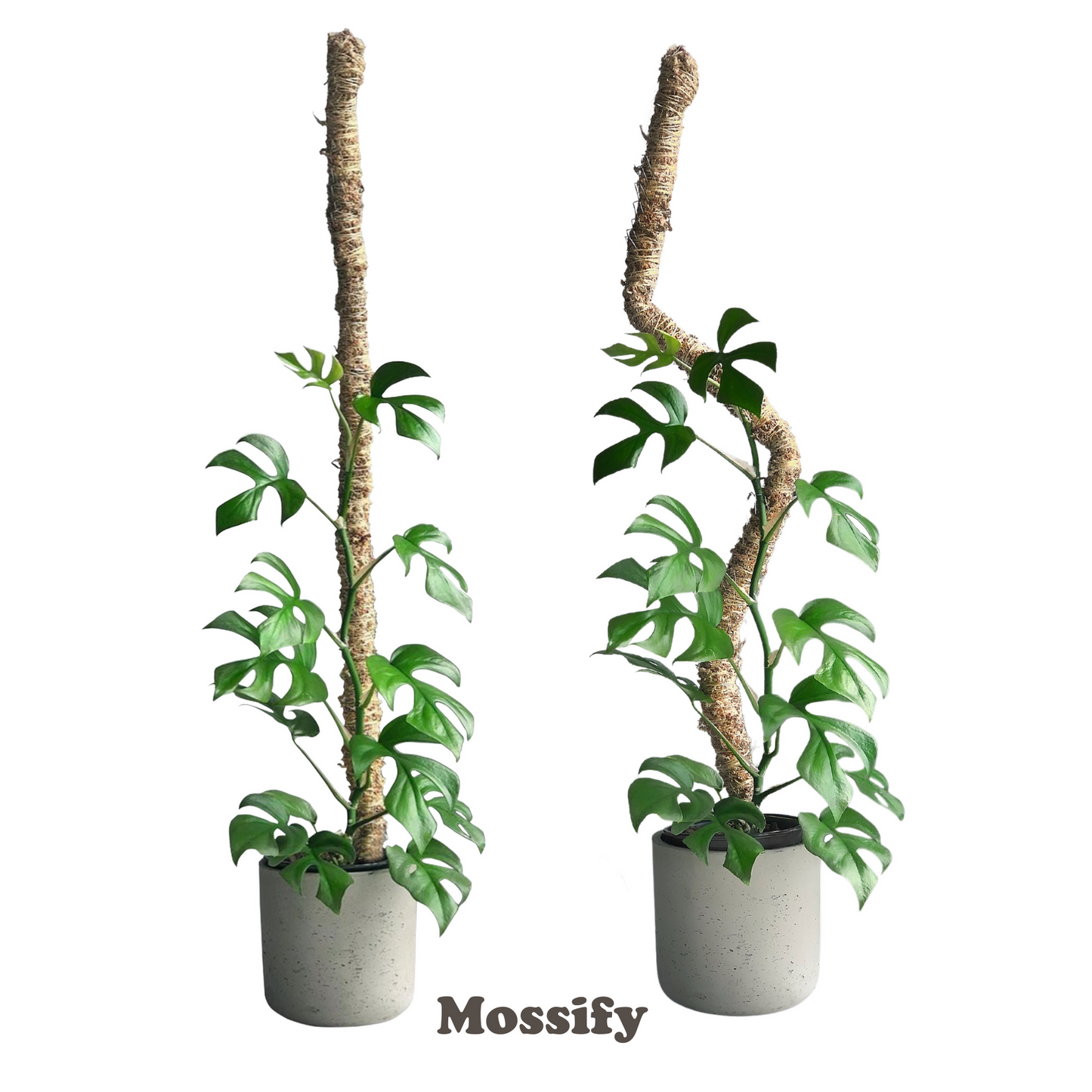 The Original Bendable Moss Pole⢠- For Climbing Plants
