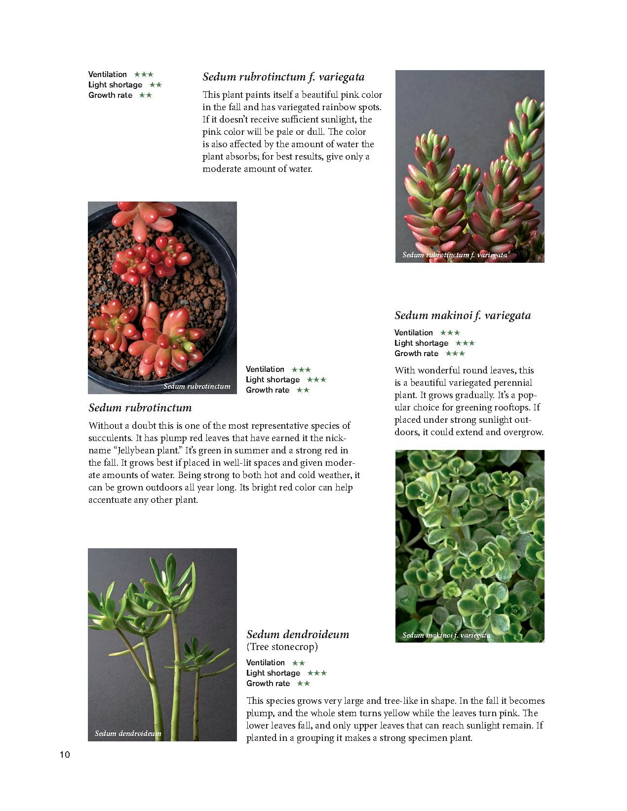 The Gardener's Guide to Succulents - Misa Matsuyama
