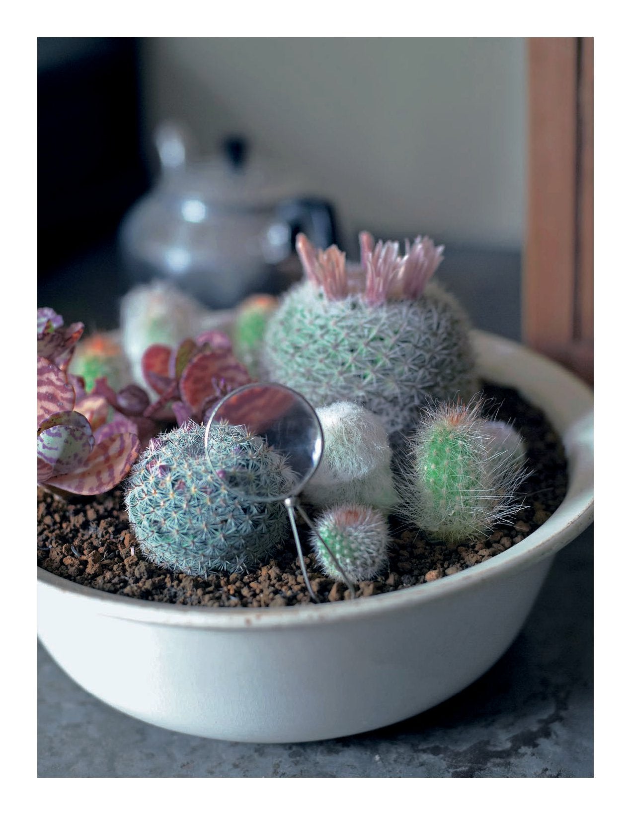 The Gardener's Guide to Succulents - Misa Matsuyama
