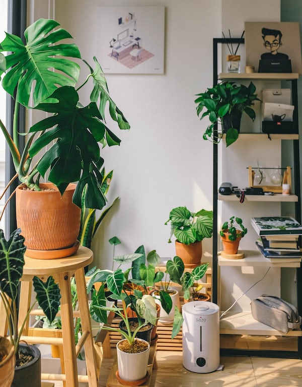 Houseplant In-Home Consult - 90 minutes