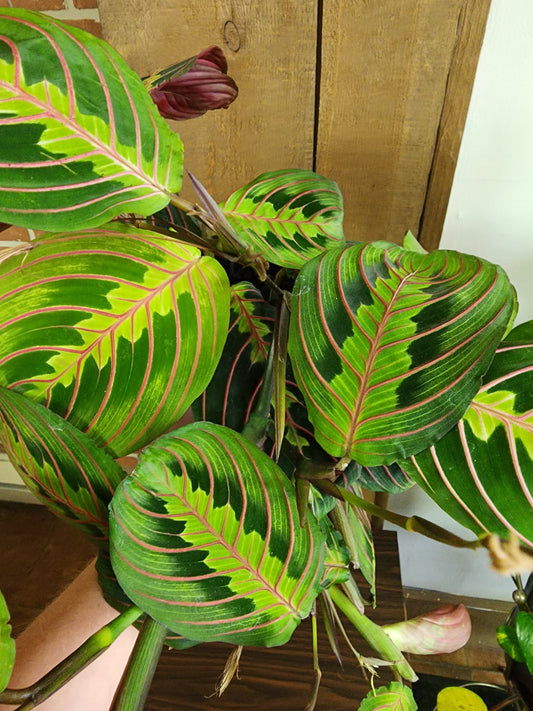 Maranta Red Prayer Plant - 12cm/5in. HB