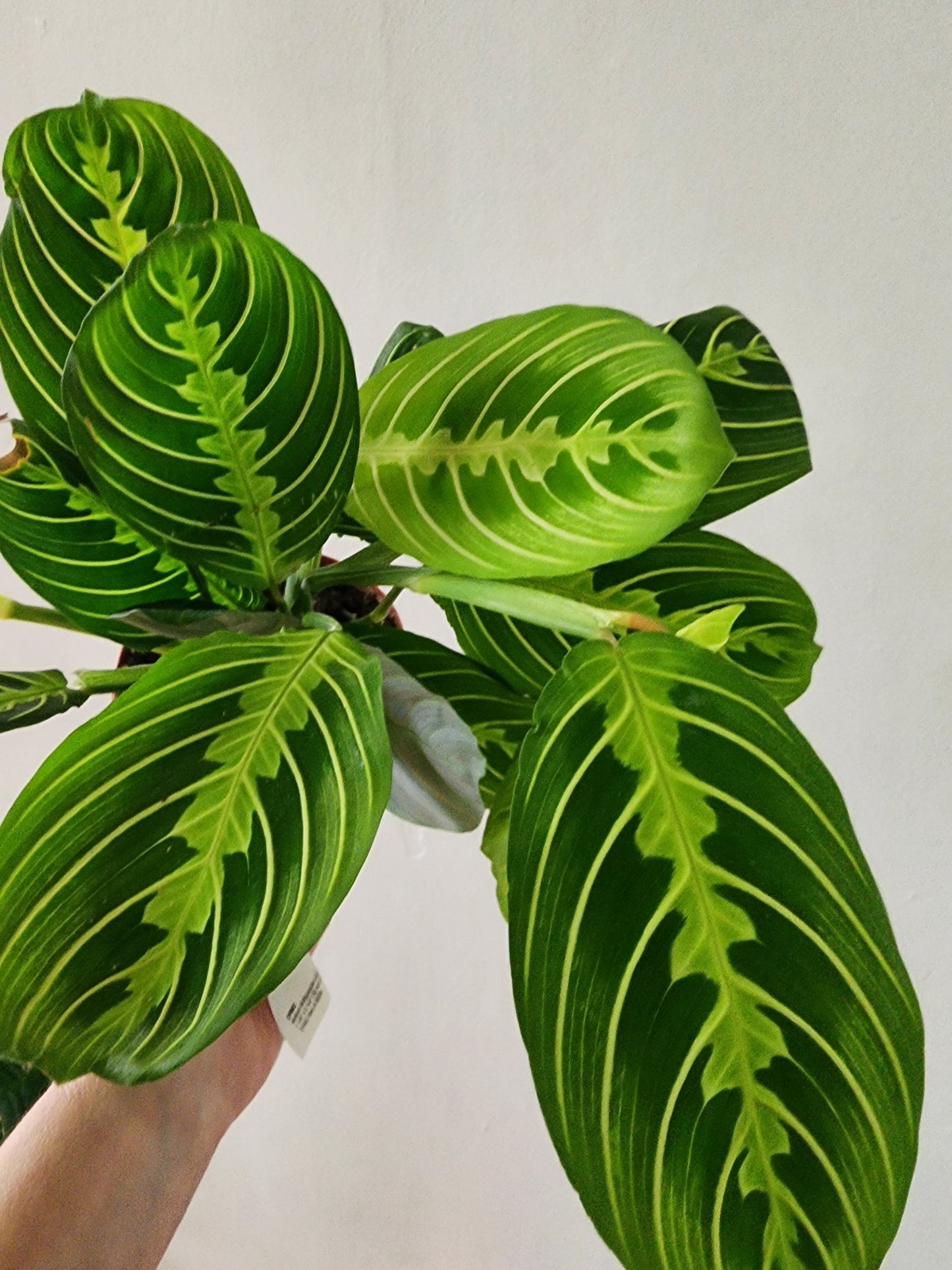 Maranta Lemon Lime Prayer Plant - 12cm/5in. HB