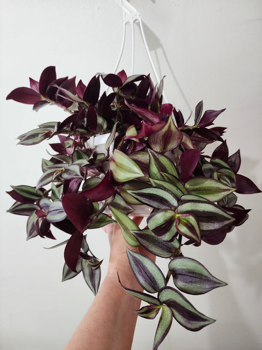 Tradescantia Zebrina - 12cm/5"