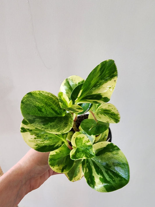 Peperomia Obtusifolia Variegated- 9cm/3.5in.