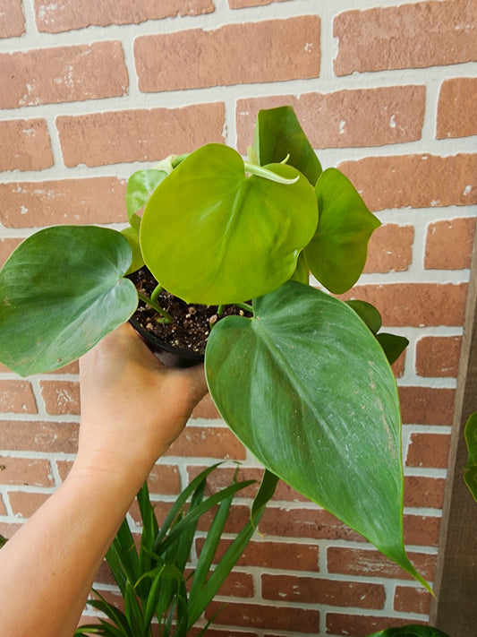 Philodendron Cordatum | Sweetheart Vine - 12cm/5in.