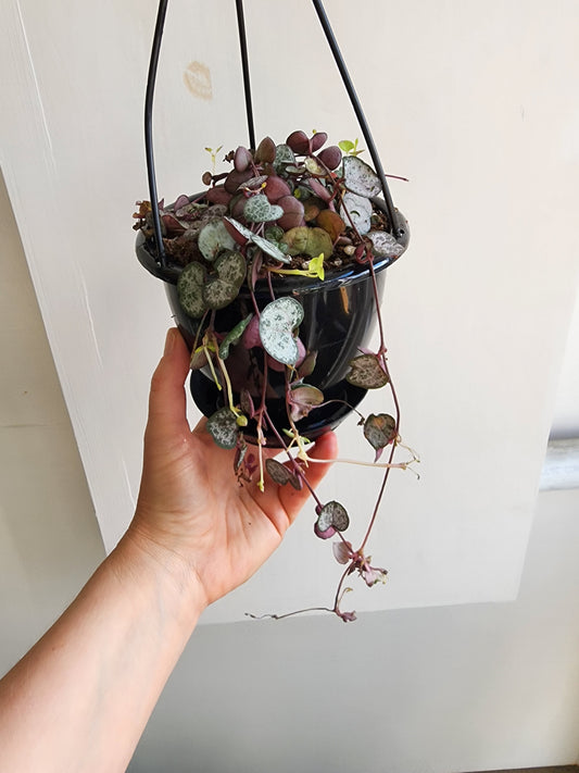 String Of Hearts | Ceropegia Woodii - 12cm/5"HB