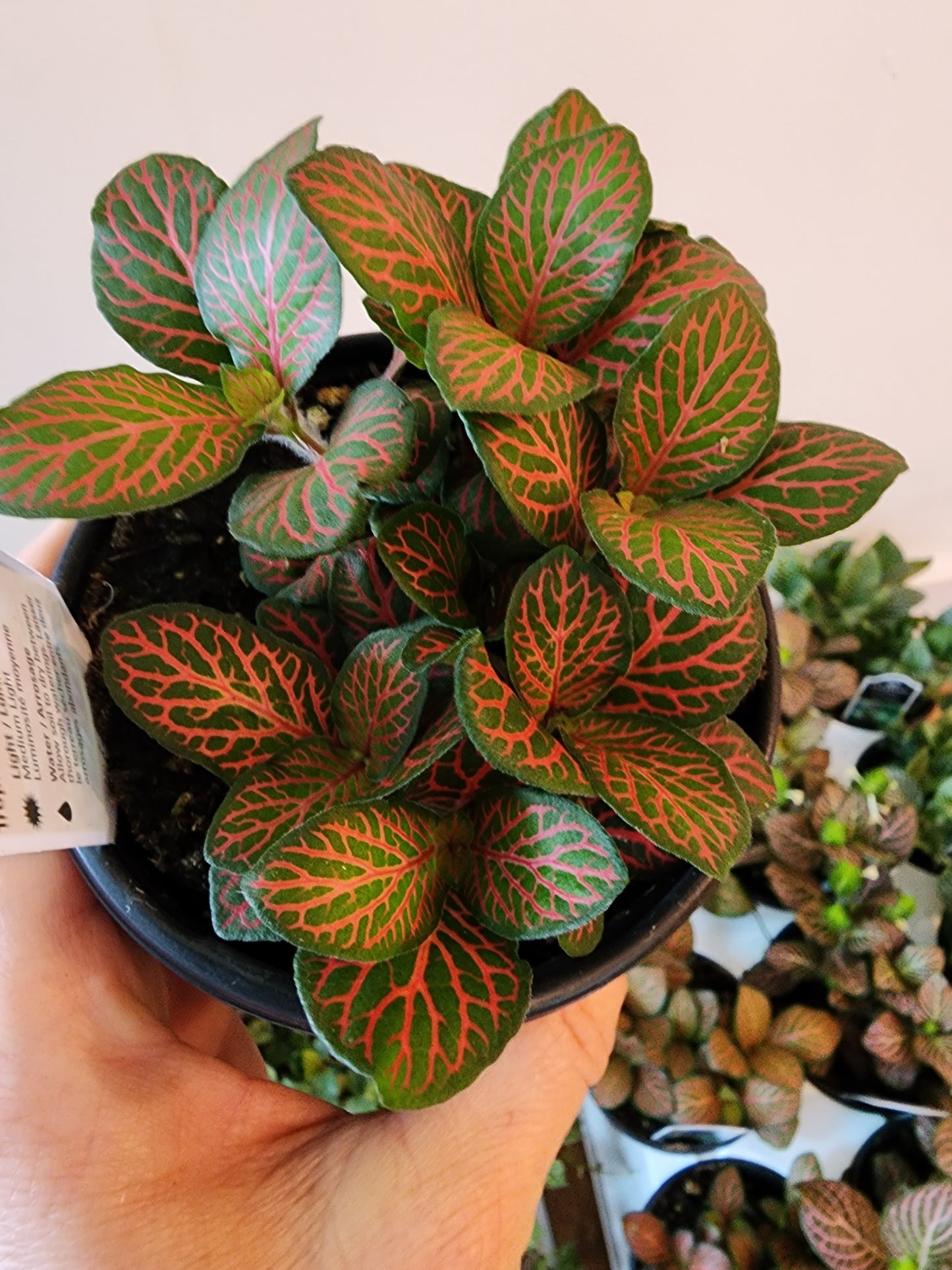 Fittonia Red - 10cm/4in