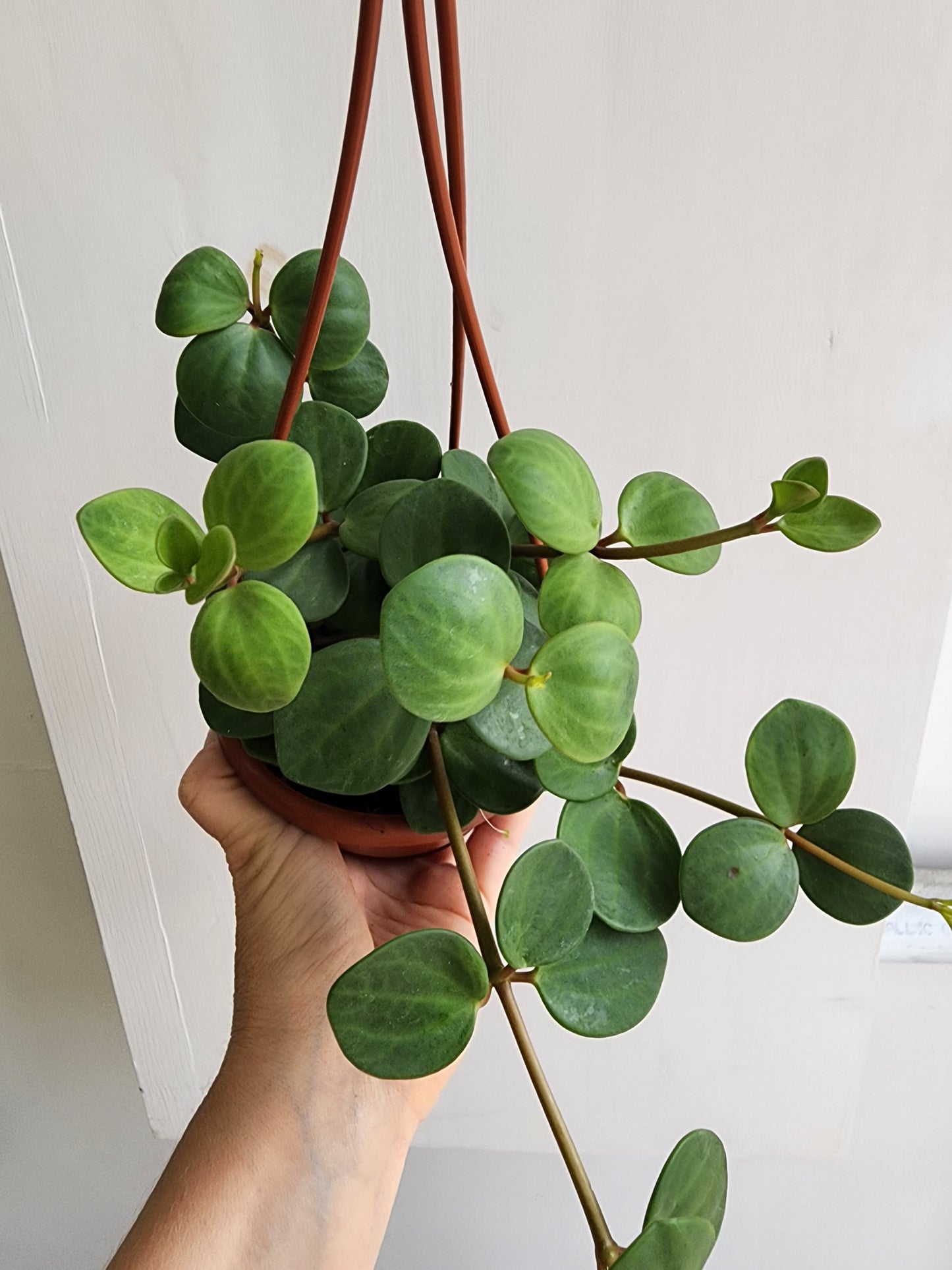 Peperomia Hope - 10cm/4in. HB