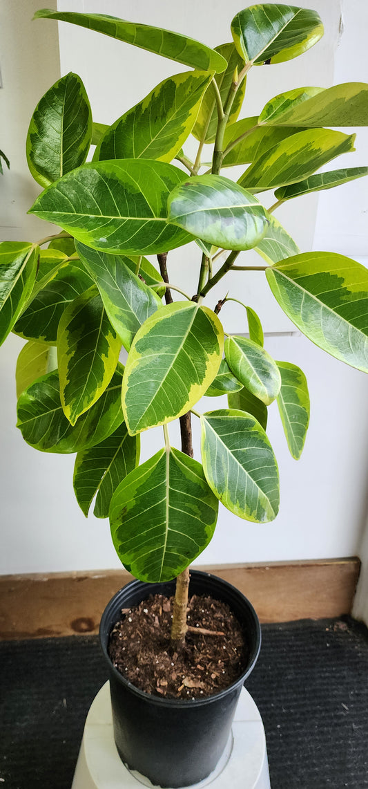 Ficus Altissima Std Yellow Gem - 25cm/10in