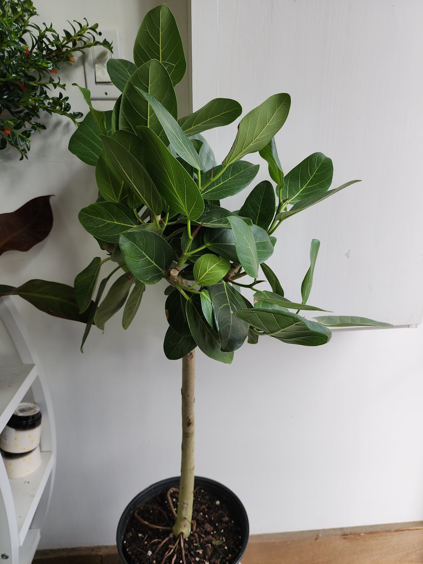 Ficus Benghalensis Audrey - 25cm/10in.