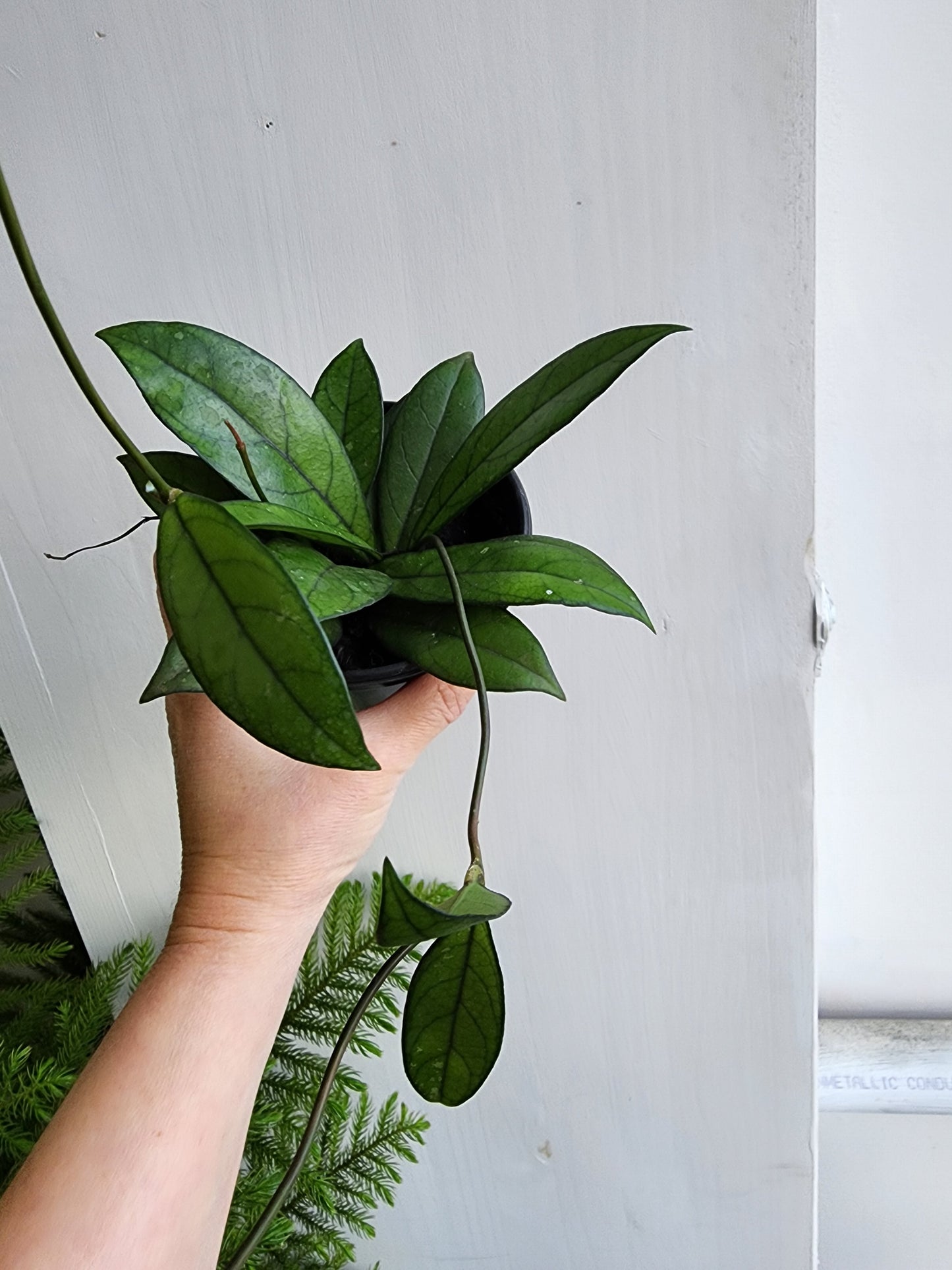 Hoya Crassipetiolata - 10cm/4in