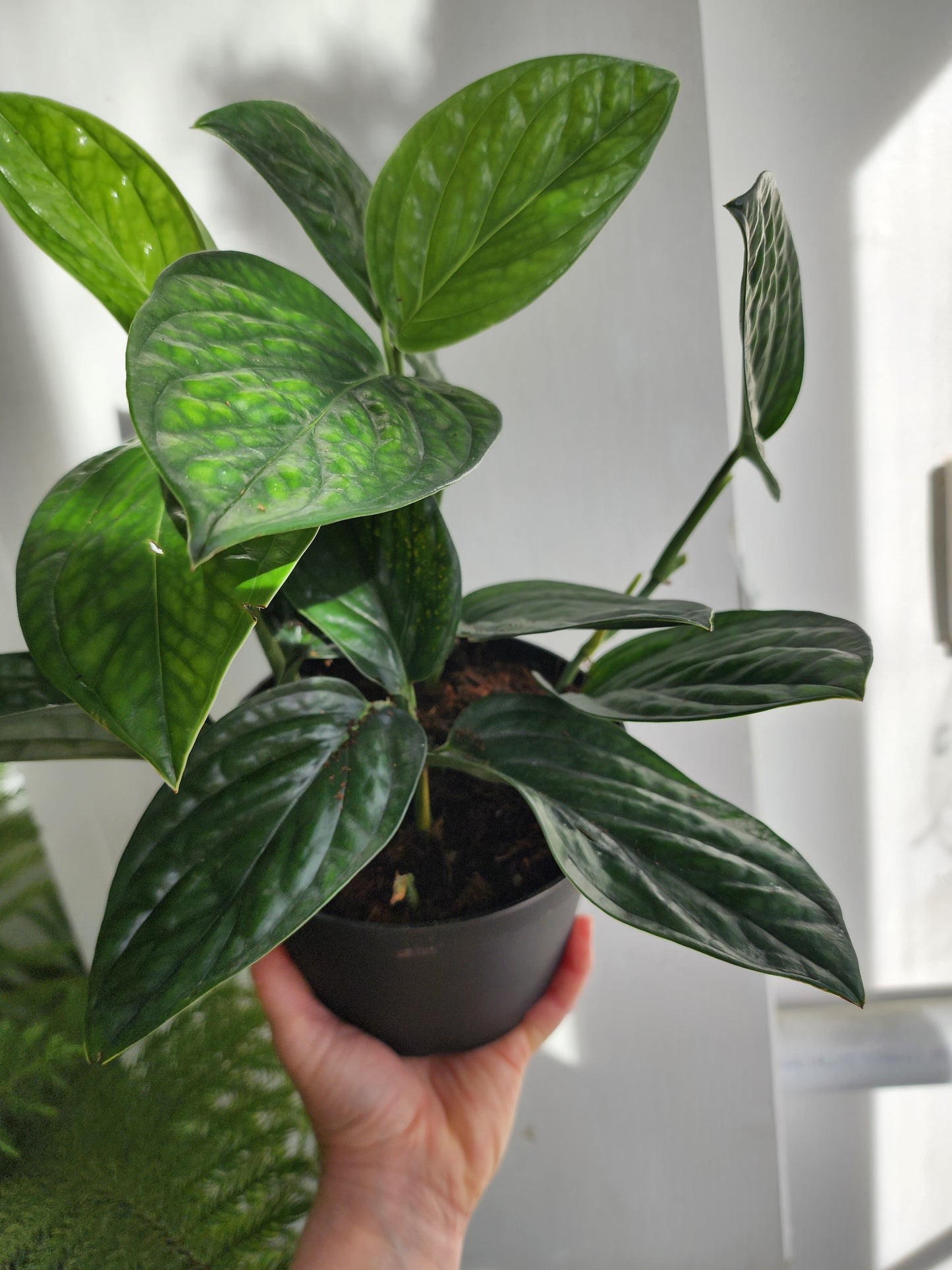 Philodendron Monstera Peru - 15cm/6in