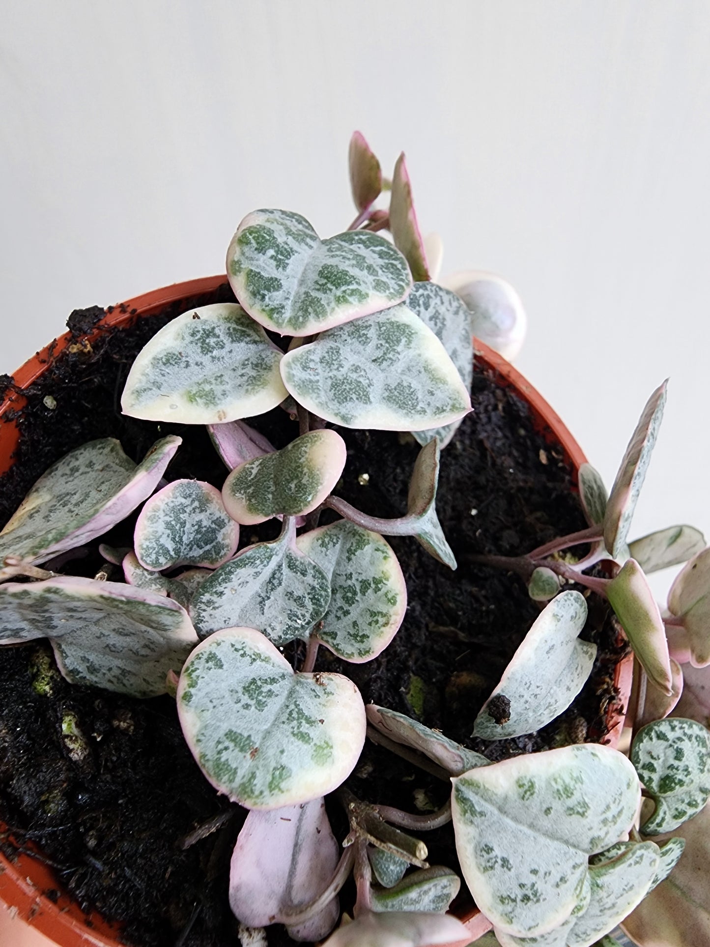 String of Hearts - Pretty Pink/Silver Glory - 5cm/2.5in