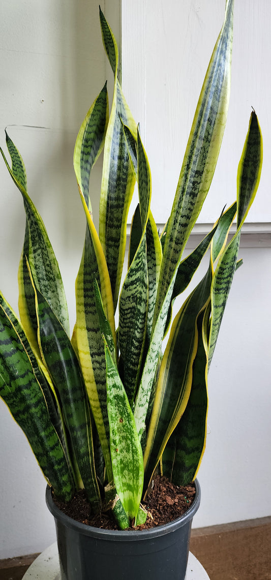 Sanseveria Tri Laurentii- 21cm/8in.