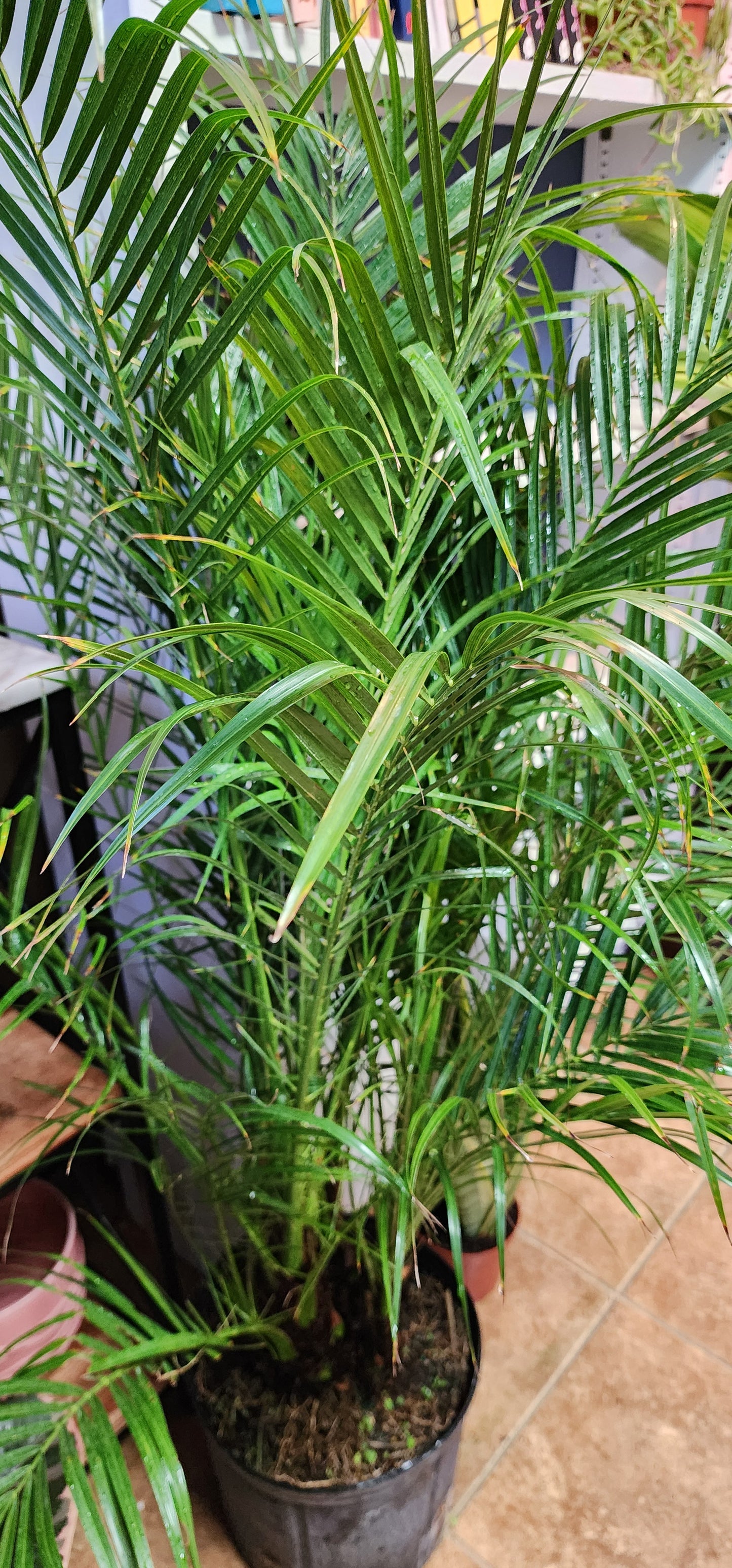 Palm Roebelenii - 25cm/10in