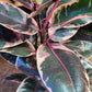 Ficus Elastica Ruby - 21cm/8in.