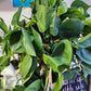 Philodendron Cordatum | Sweetheart Vine - 21cm/8in. HB