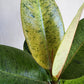 Ficus Shivereana - 10cm/4in.