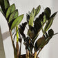 ZZ Supernova Black | Zamioculcas Zamiifolia- 12cm/5in.