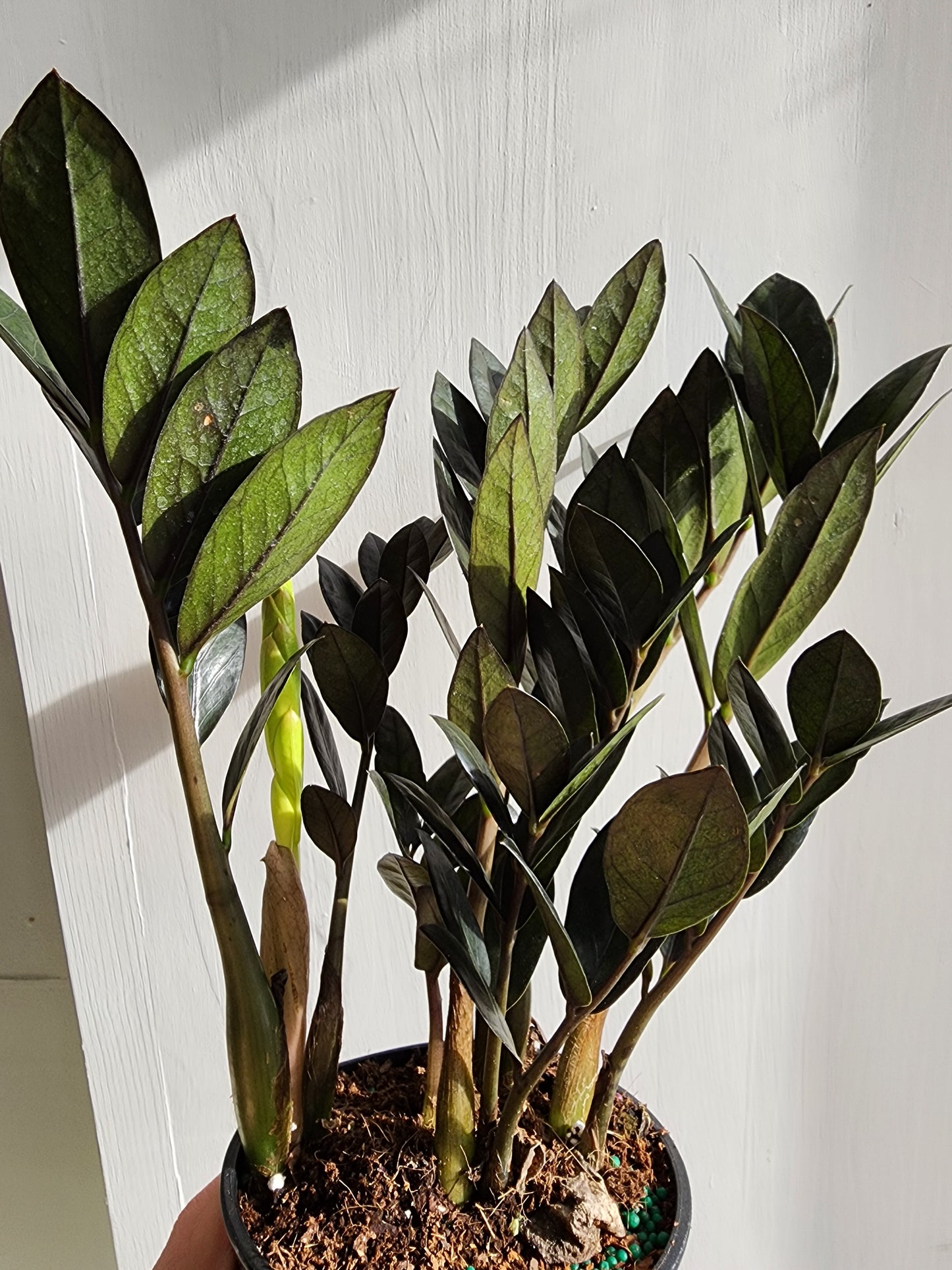 ZZ Supernova Black | Zamioculcas Zamiifolia- 12cm/5in.