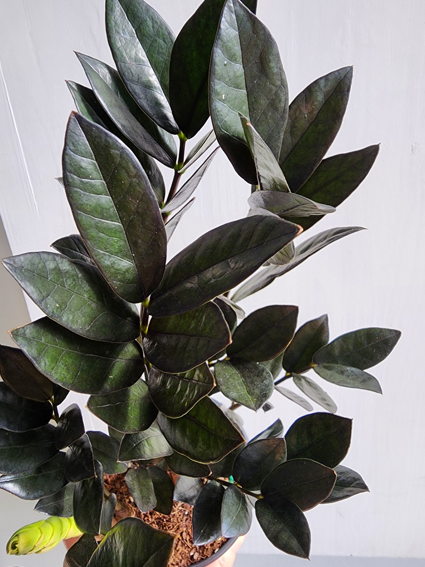 ZZ Supernova Black | Zamioculcas Zamiifolia- 12cm/5in.