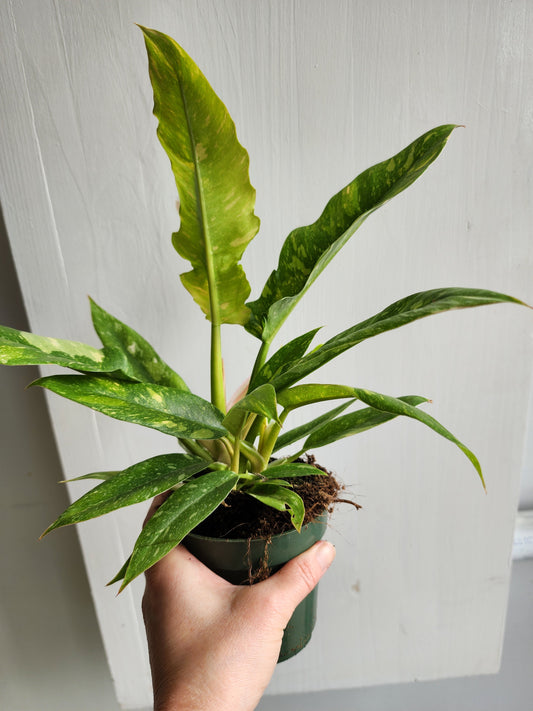 Philodendron Ring of Fire - 12cm/5in.