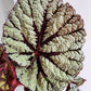 Begonia Rex Megalo Fedor - 12cm/5in
