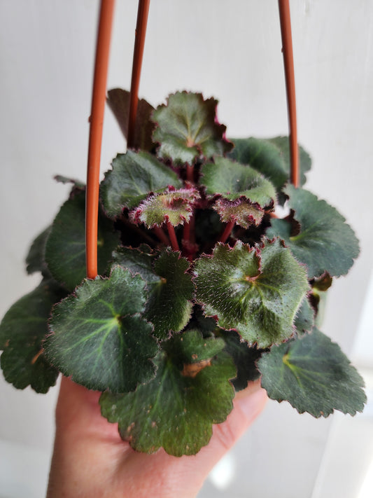 Begonia 'Strawberry' | Saxifraga Stolonifera - 10cm/4in HB