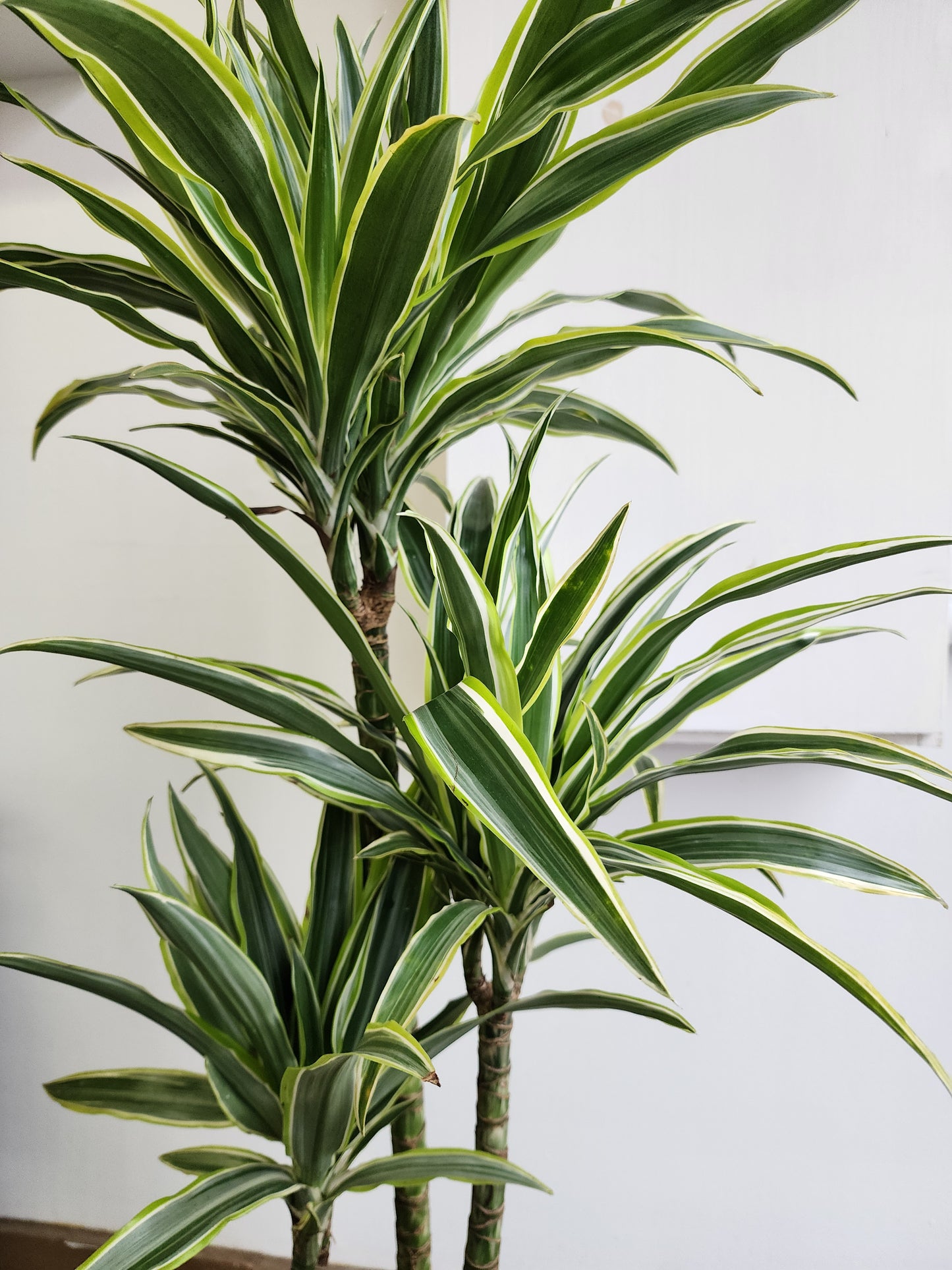 Dracaena Lemon Lime 3ppp Cane - 21cm/8in