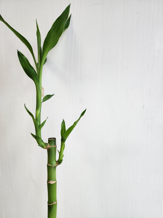 Lucky Bamboo - 30cm