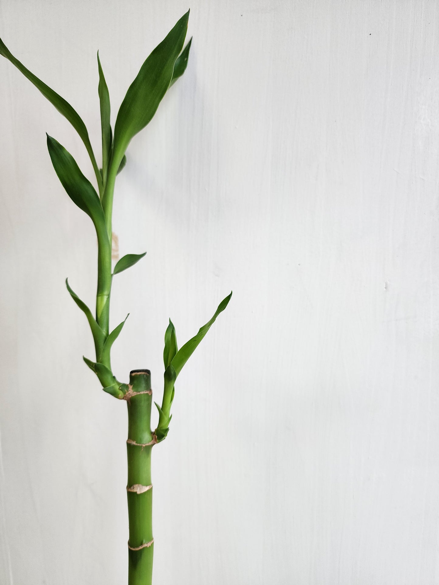 Lucky Bamboo - 30cm