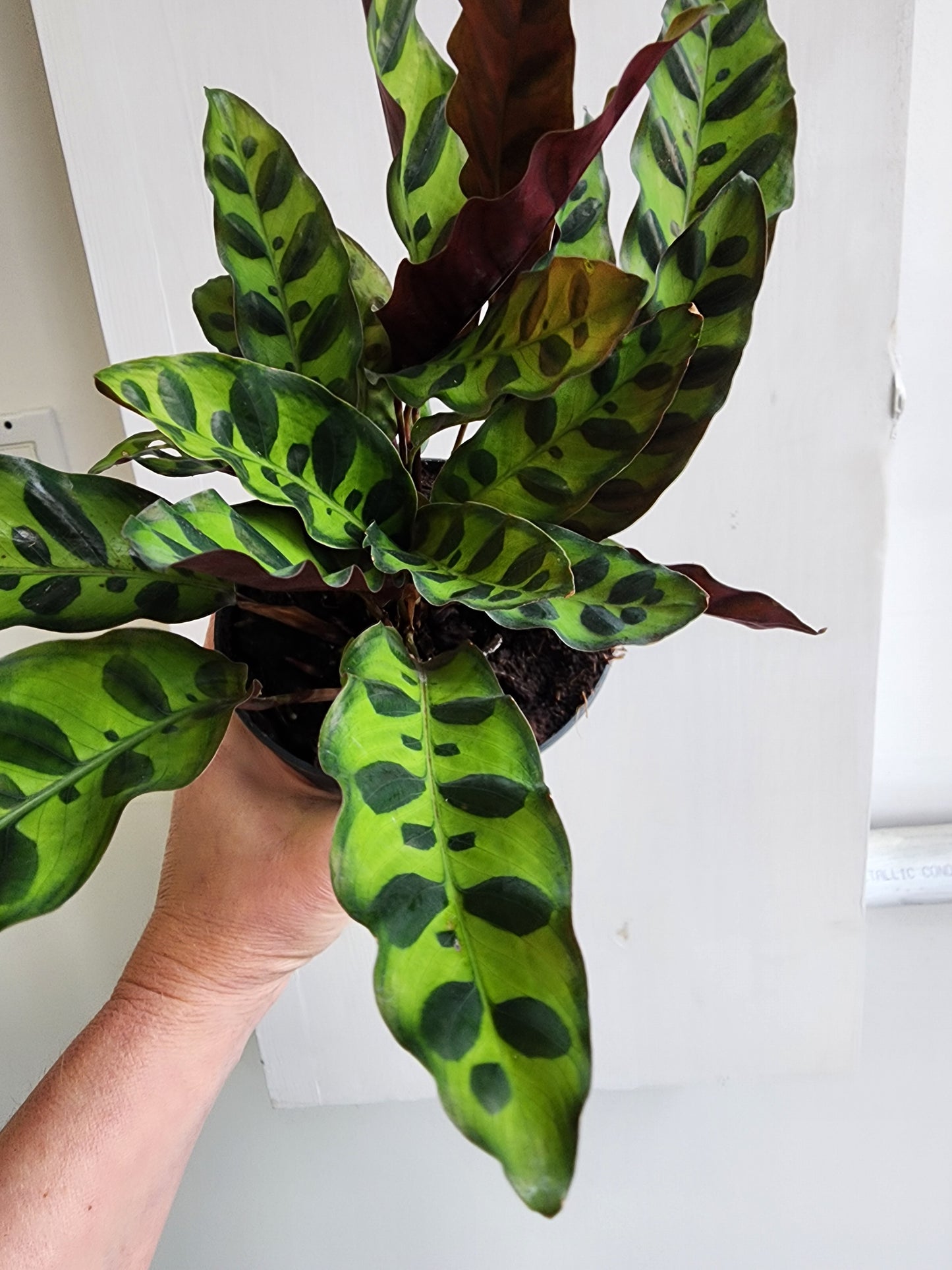 Calathea Lancifolia | Rattlesnake - 15cm/6in