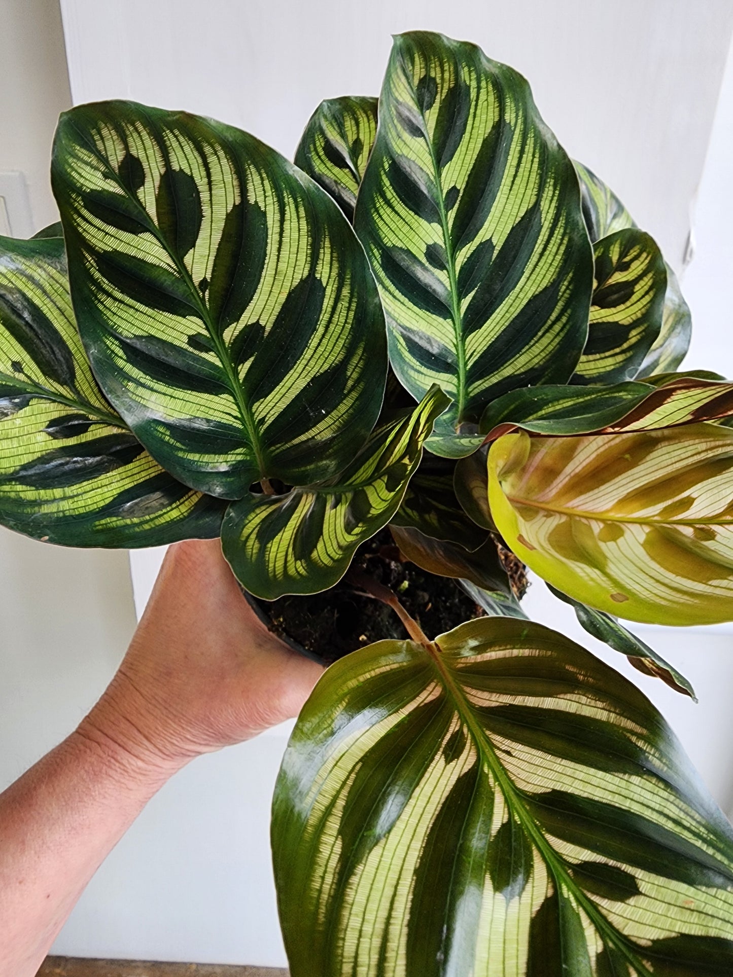 Calathea Makoyana | Peacock Plant - 15cm/6in
