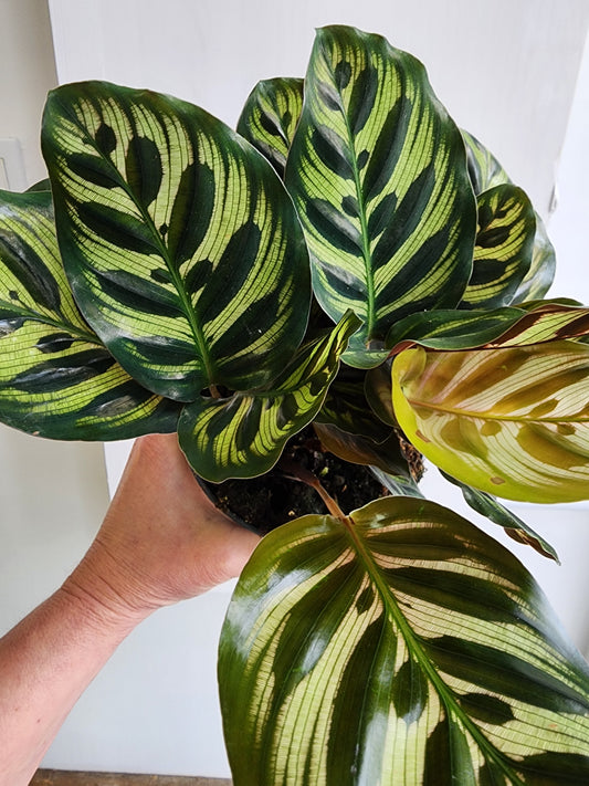 Calathea Makoyana | Peacock Plant - 15cm/6in