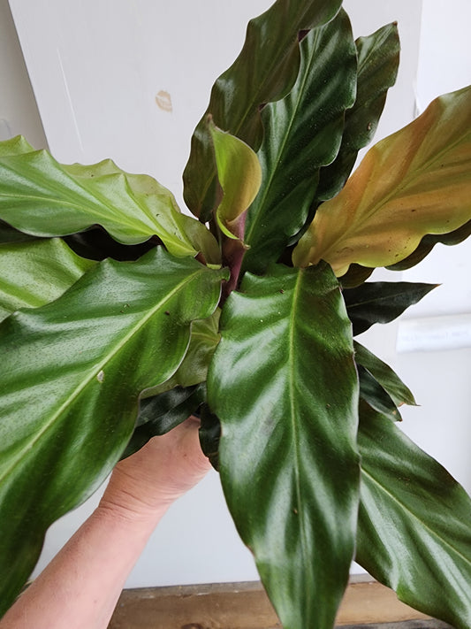 Calathea Rufibarba Lancelot- 17cm/6.5in