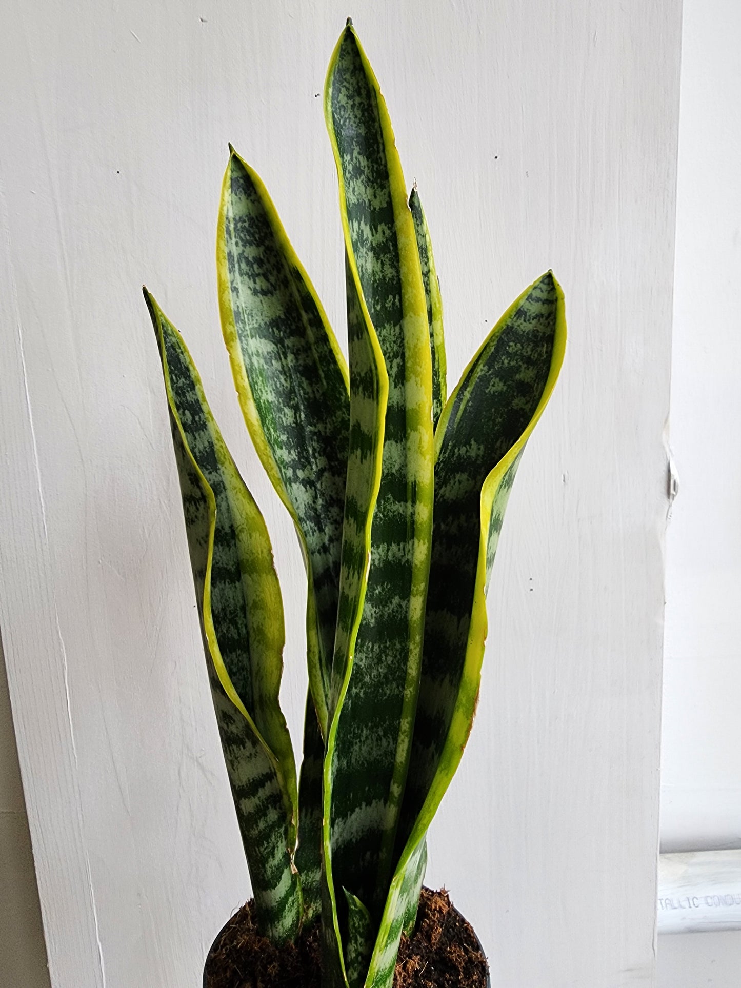 Sansevieria Tri. Assorted - 12cm/5in