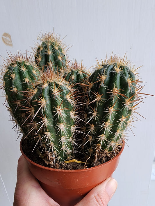 Cactus Assorted Varieties- 12cm/5in