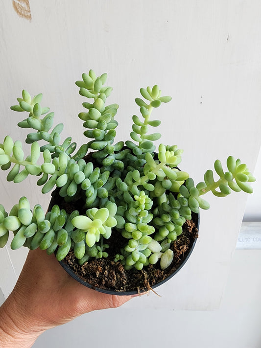 Burro's Tail | Sedum Morganianum Burro - 12cm/5"