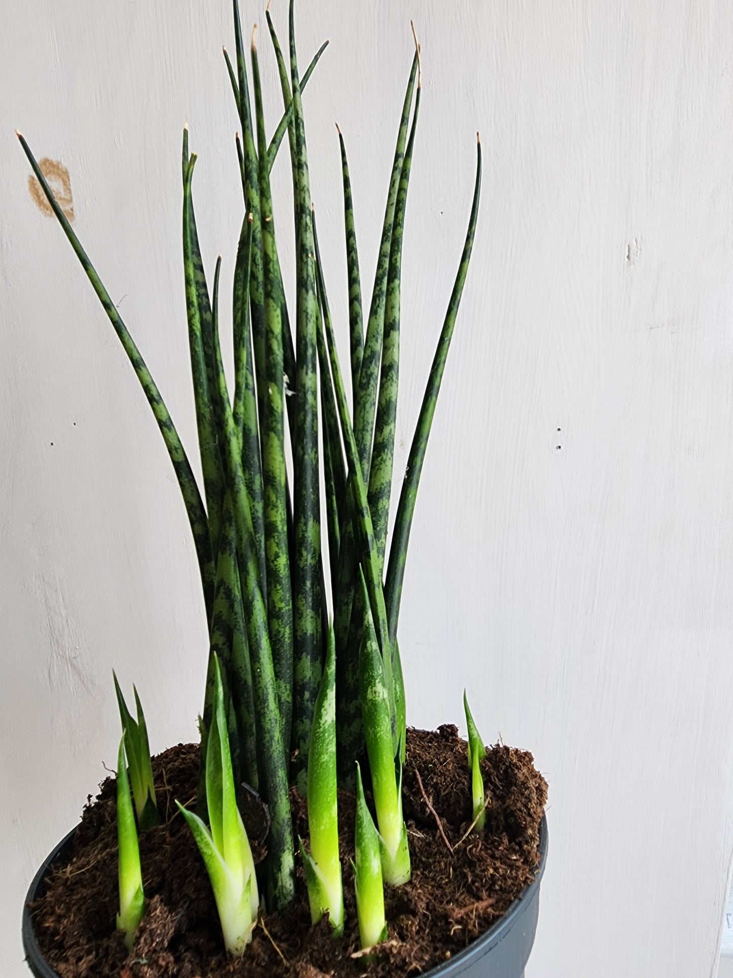 Sansevieria Fernwood Mikado - 12cm/5in