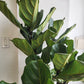 Ficus Lyrata Tree - 25cm/10in.