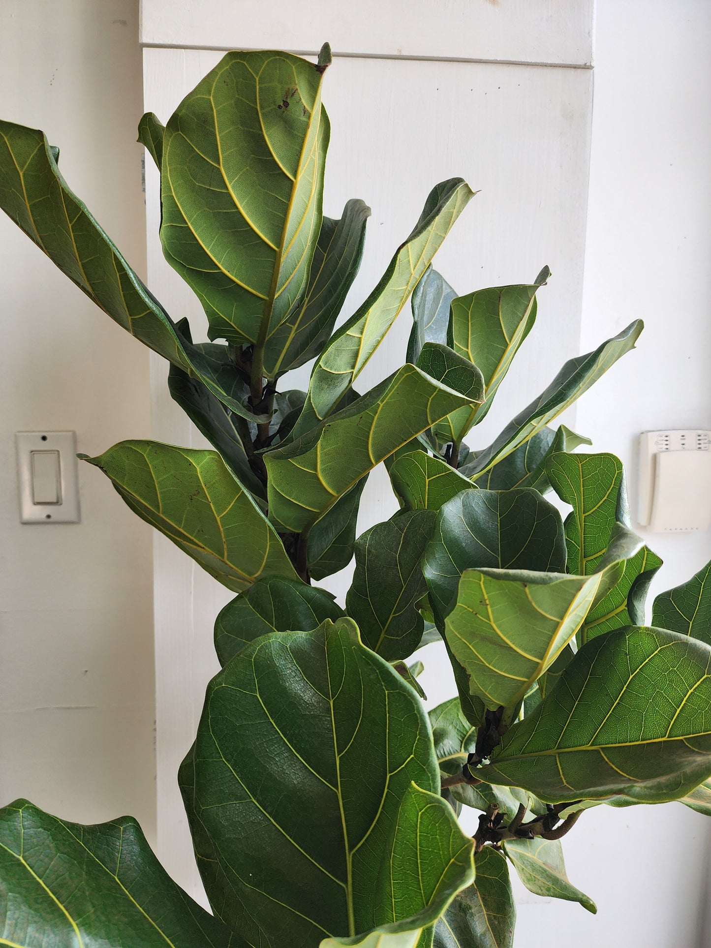 Ficus Lyrata Tree - 25cm/10in.