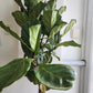 Ficus Lyrata Tree - 25cm/10in.