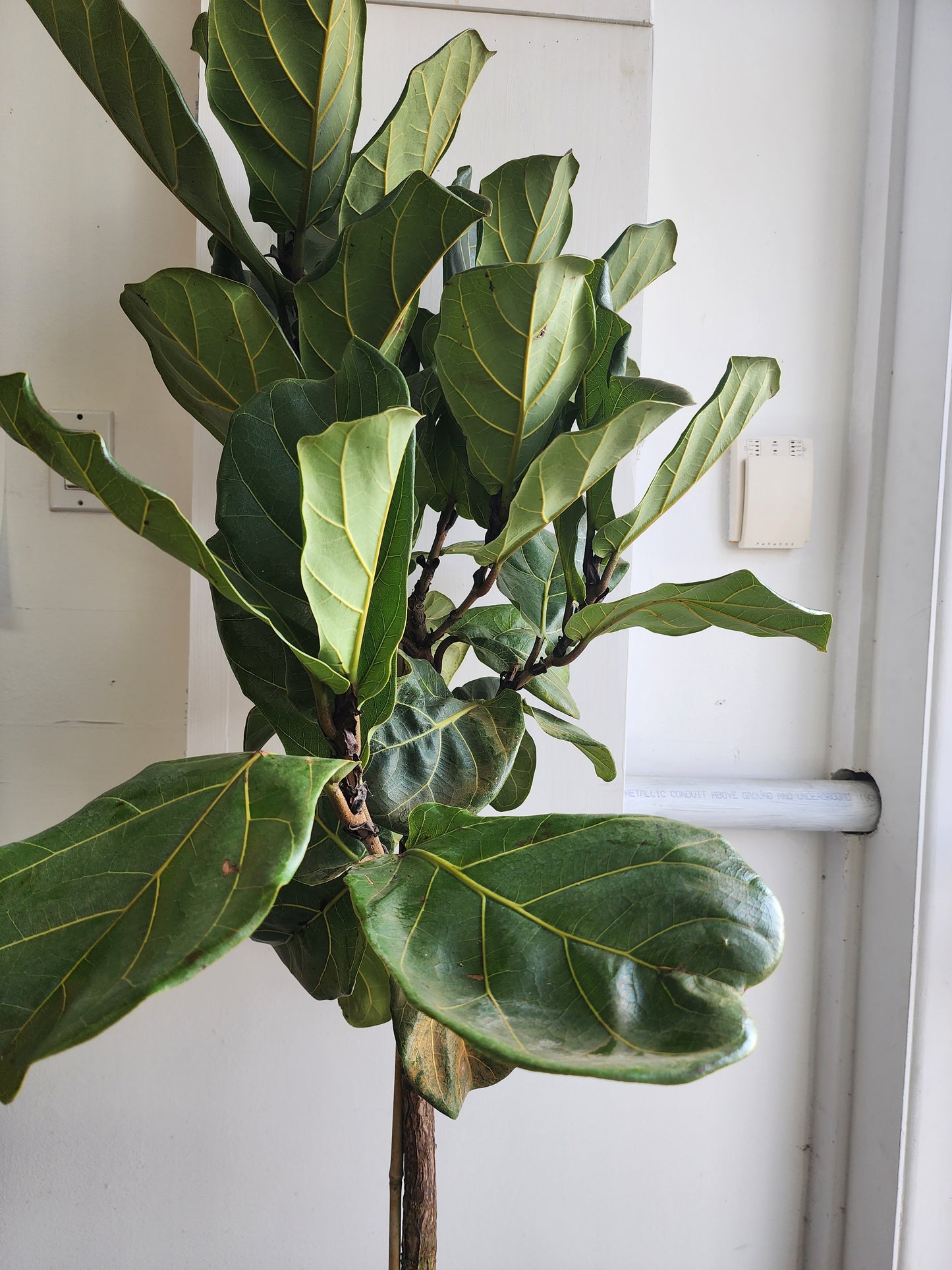 Ficus Lyrata Tree - 25cm/10in.