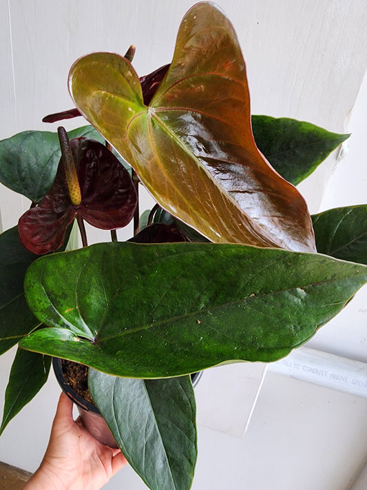 Black Anthurium - 17cm/7in.