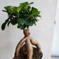 Bonsai Ficus Microcarpa - 14cm/5.5in.