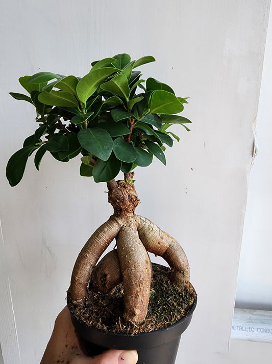 Bonsai Ficus Microcarpa - 14cm/5.5in.