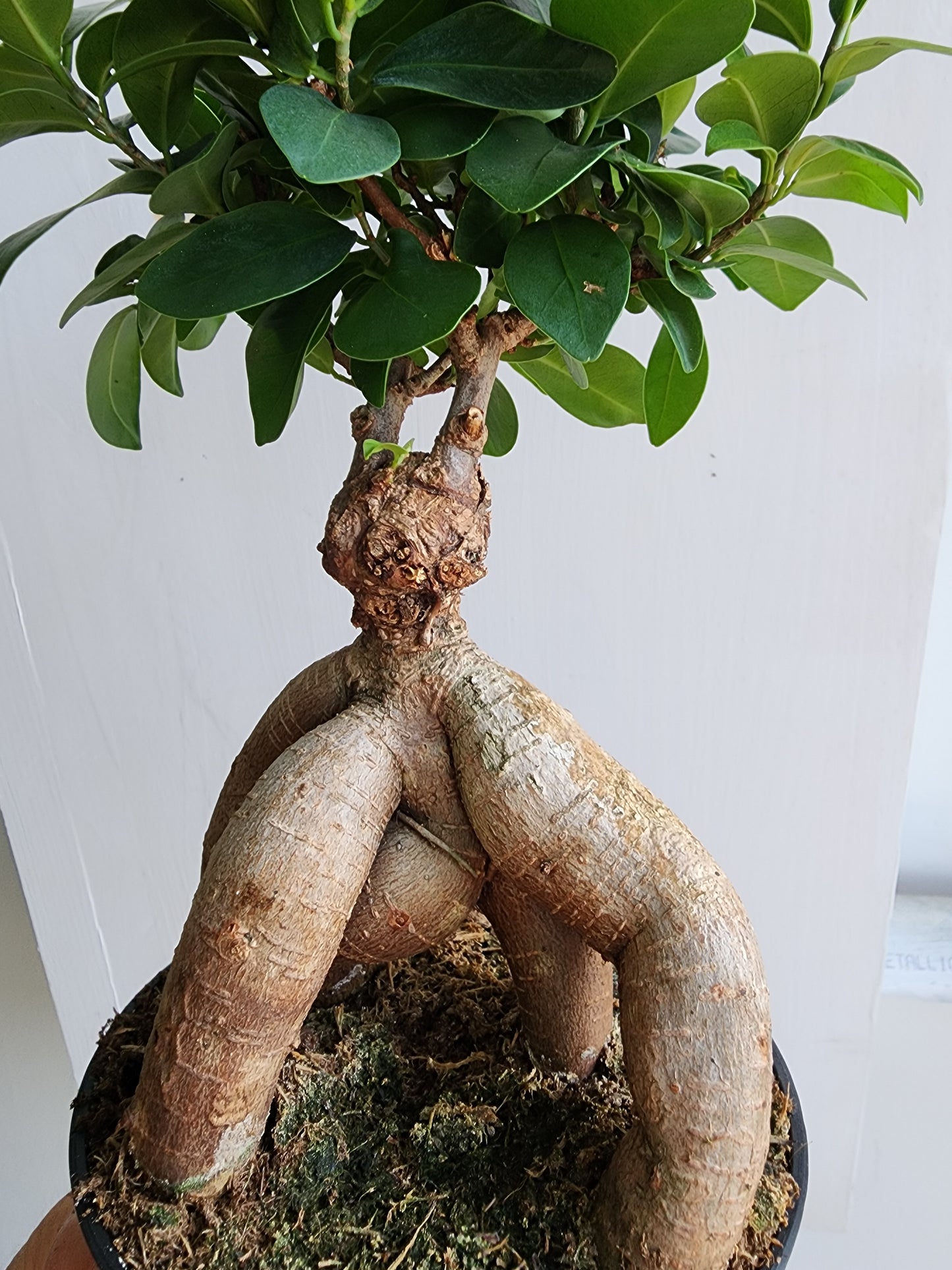 Bonsai Ficus Microcarpa - 14cm/5.5in.