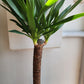 Yucca Cane - 21cm/8in