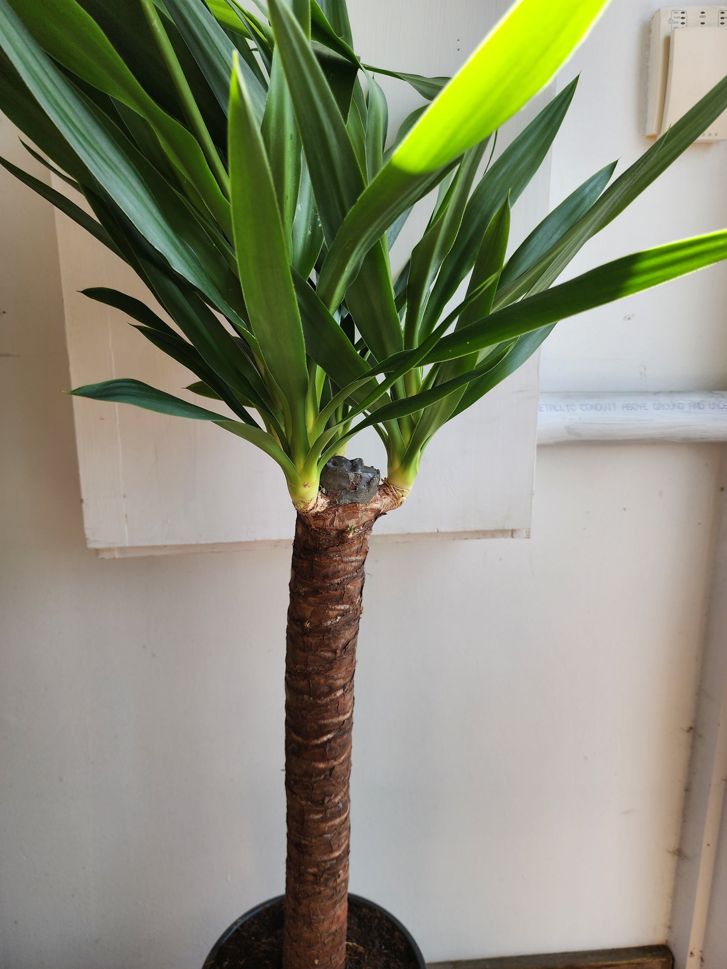 Yucca Cane - 21cm/8in