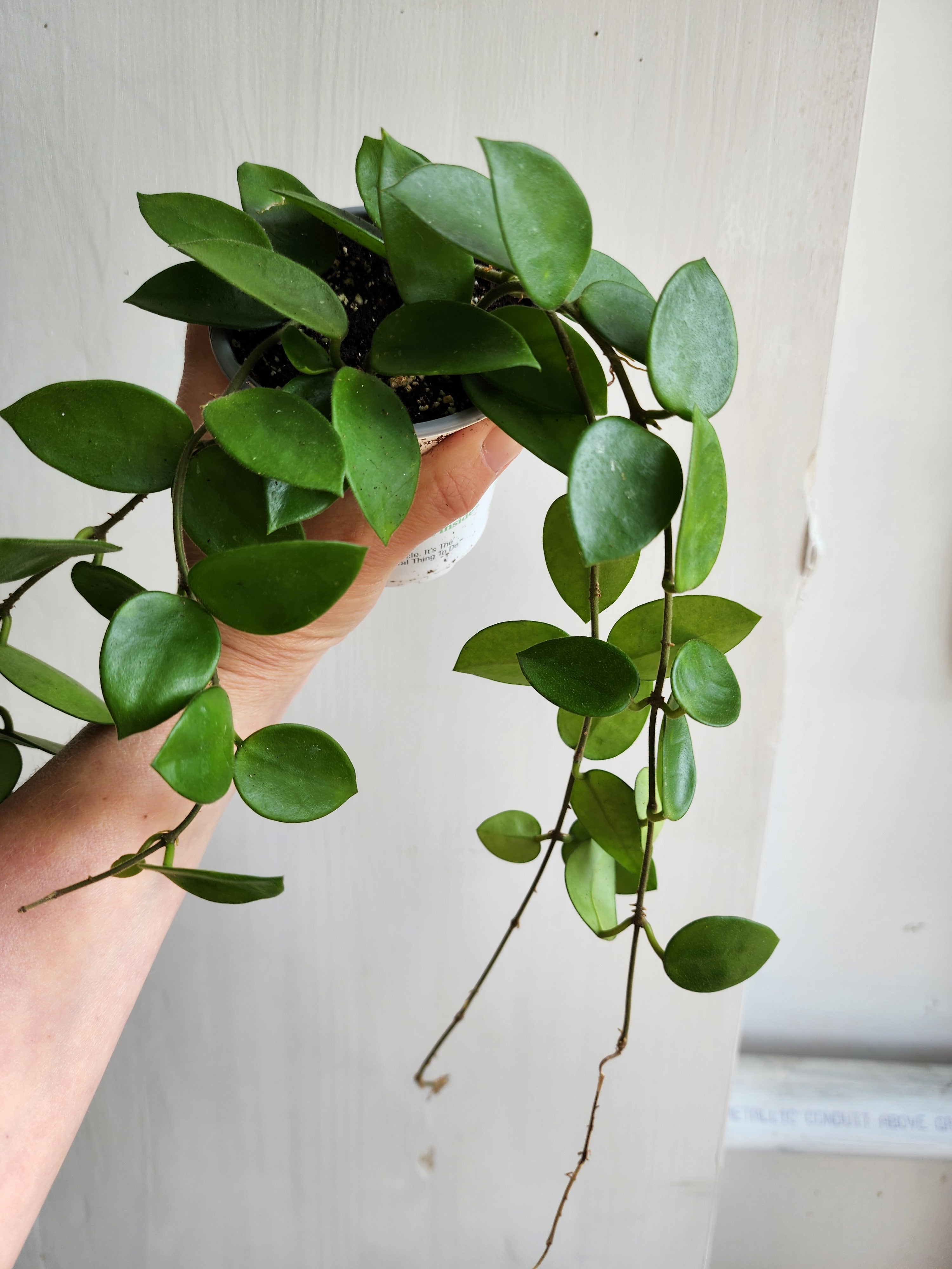 Hoya cv Chouke - 9cm/3.5in